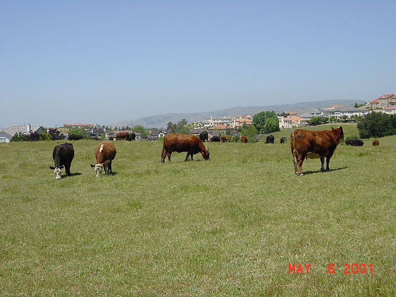 The California Happy Cows.JPG