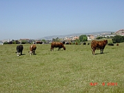 The California Happy Cows