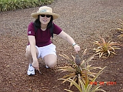 Dole Pineapple Plantation