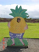 Swina, the Pineapple