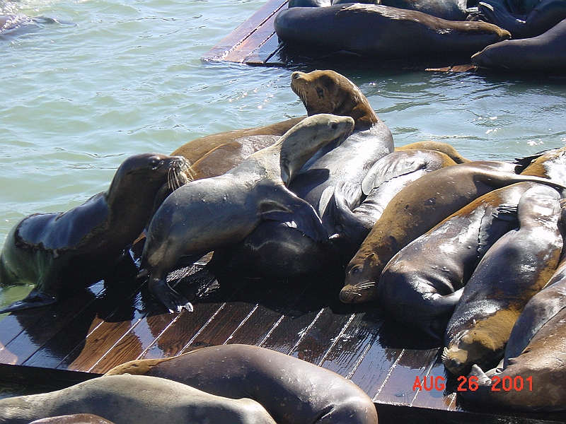 DSC00030 - Sea Lion, Pier 39, San Francisco.JPG
