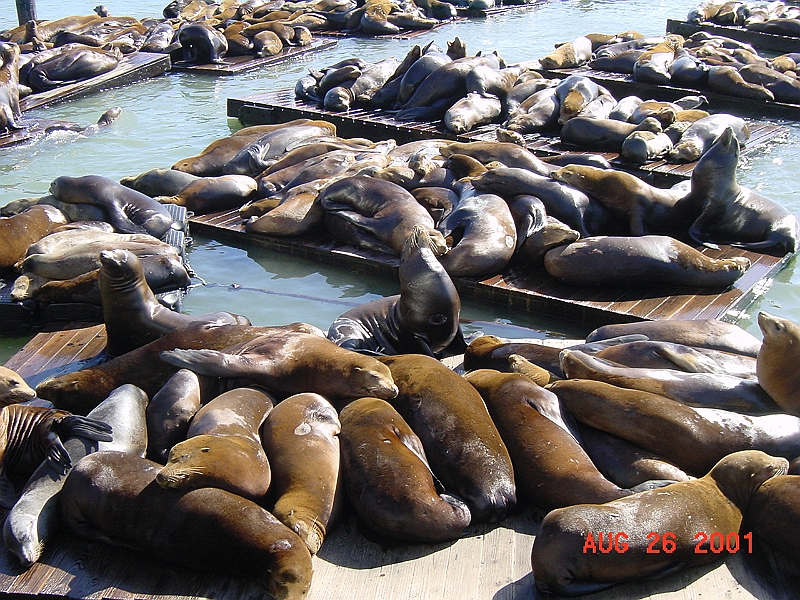 DSC00035 - Sea Lion, Pier 39, San Francisco.JPG