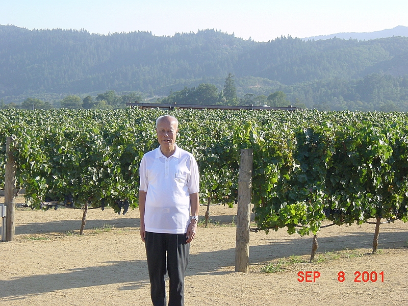 DSC00079 - Robert Mondavi Winery Vineyards.JPG