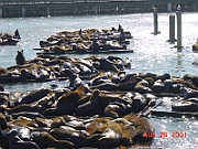 DSC00028 - Fishermans Wharf, San Francisco