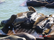 DSC00030 - Sea Lion, Pier 39, San Francisco