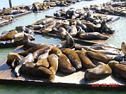 DSC00034 - Sea Lion, Pier 39, San Francisco