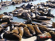 DSC00035 - Sea Lion, Pier 39, San Francisco