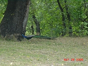 05-05-29-2521
