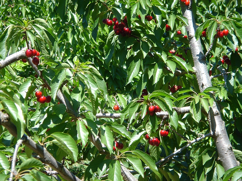 06-06-04-103122.JPG