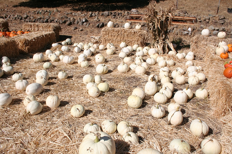 08-10-06-105615.JPG