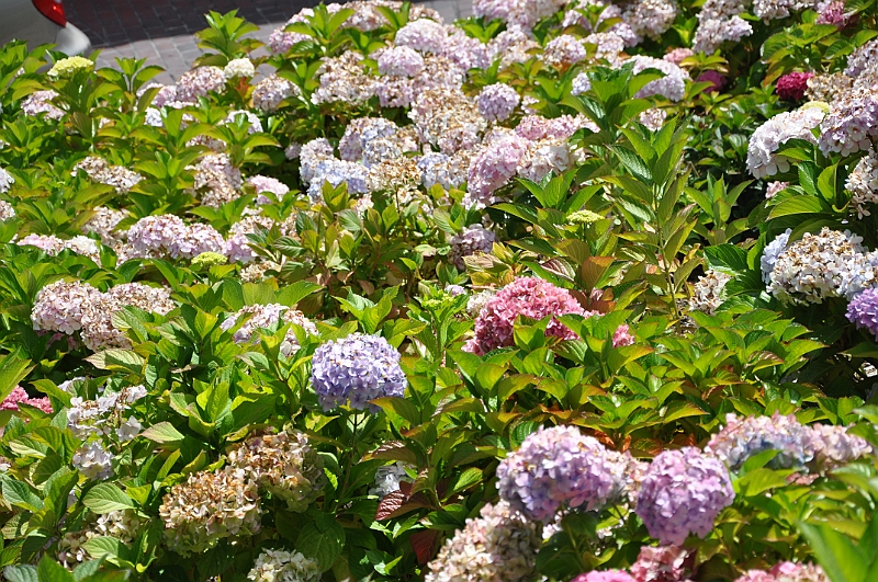 09-08-03-042125.JPG