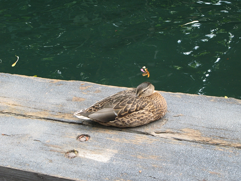 IMG_4982.JPG