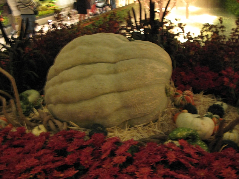 IMG_5953.JPG