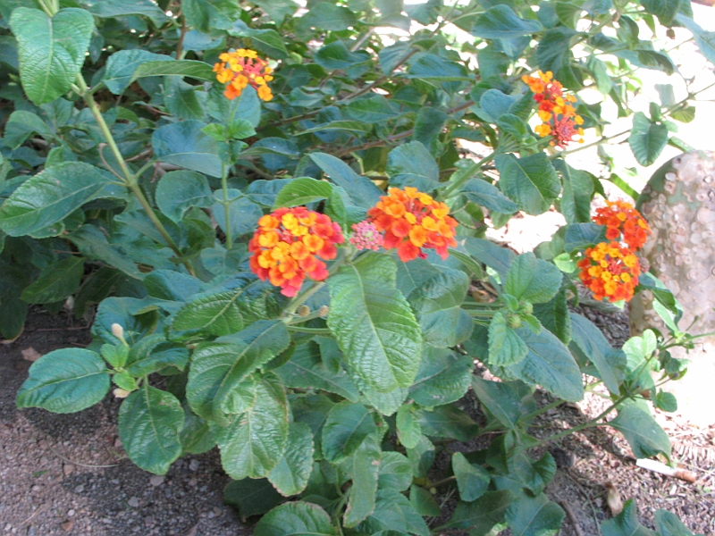 IMG_6246.JPG