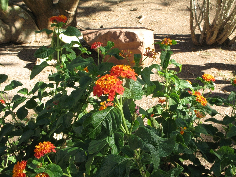 IMG_6249.JPG