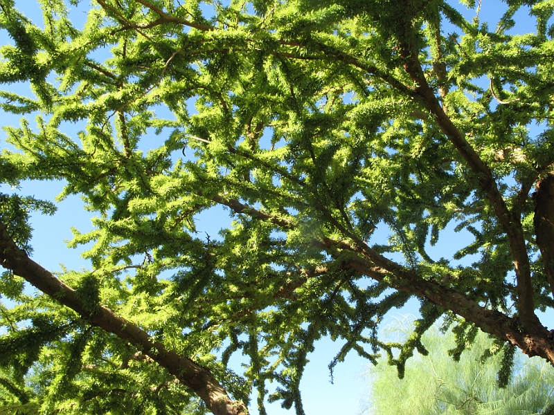IMG_6255.JPG