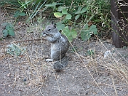 3. Yosemite Lodge