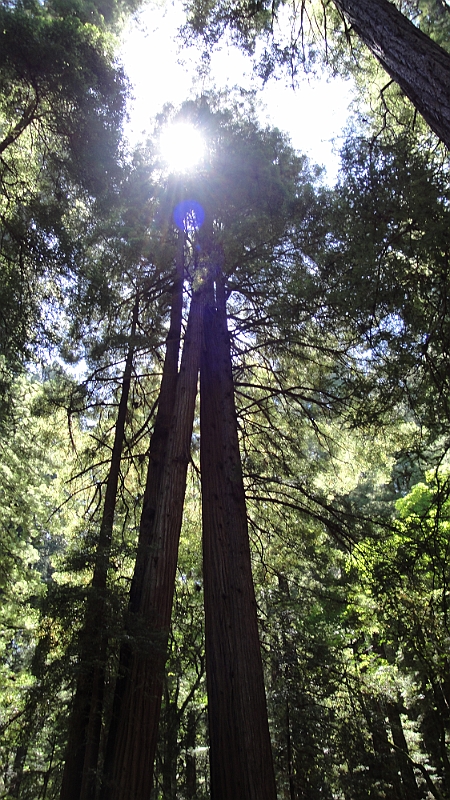 10-08-01-133621.JPG - Muir Woods National Monument!"This is the best tree-lovers monument that could possibly be found in all the forests of the world," declared conservationist John Muir when describing the majestic coast redwoods of Muir Woods. 