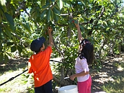 Cherry Picking