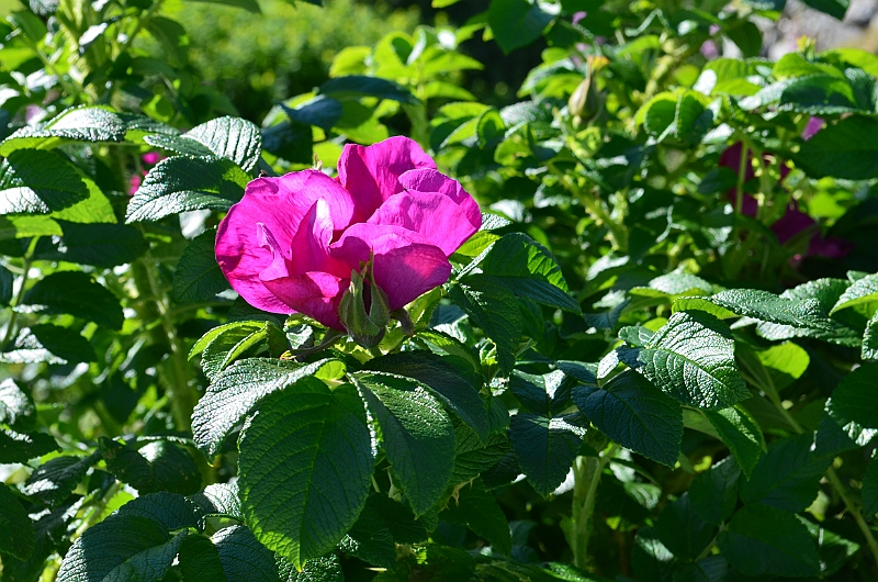 120717-0929-483.JPG