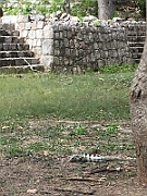 IMG_0648