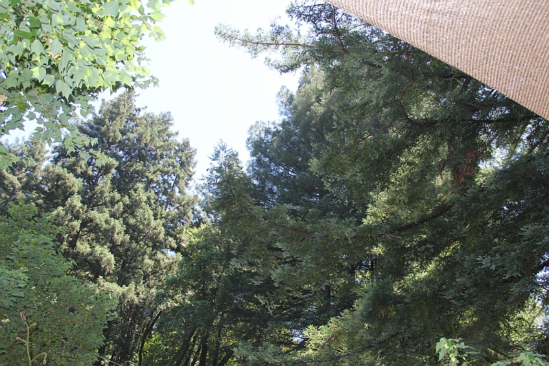 IMG_8949.JPG